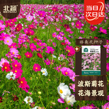 北蔬 波斯菊野花种子苗四季开好种盆栽花卉籽 格桑花种子20g约2000粒