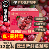 【顺丰可选】黑龙江抚远新鲜蔓越莓冷冻鲜果女性泡水酸水果莓浆果 【抚远蔓越莓·鲜果】80g*2盒|发普快
