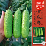 寿禾 强雌性旱黄瓜种子种苗秋季蔬菜种籽 潍育冰翡翠旱黄瓜种子50粒