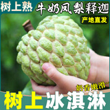 晟容果蔬广西释迦果新鲜凤梨释迦番荔枝大目林擒佛头热带水果中秋礼盒送礼 3斤老树果【单果250g+】净2.5斤