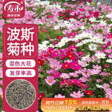 寿禾 格桑花种子苗波斯菊春季盆栽种籽 大花波斯菊混色种子100g(大袋)