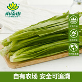 小汤山 油麦菜 300g 基地直供新鲜蔬菜安全可追溯