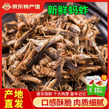 汇尔康新鲜蚂蚱蝗虫 500克/袋 速冻真空袋装 昆虫生鲜