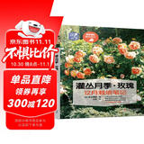 灌丛月季 玫瑰12月栽培笔记