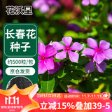 花沃里长春花种子约500粒 花卉种子盆栽阳台种菜土四季草籽阳台庭院田间