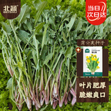 北蔬 蒲公英种子食用野菜野生婆婆丁四季蔬菜种籽 蒲公英种子约3000粒