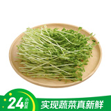 【24小时菜】豌豆苗250g(长度≤15cm)