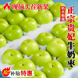 壹萌果蔬福建贵妃牛奶大青枣当季孕妇新鲜水果蜜甜脆枣礼盒冬季枣子送礼 5斤12S老树果【单果60g+】净4.5斤