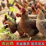 柒岛清远鸡生鲜广东土鸡整只农家散养走地鸡童子鸡特产 清远鸡1只【约1.7-1.9斤/只】