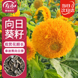 寿禾 向日葵种子种苗中高杆家庭种植花卉籽 泰迪熊向日葵种子约100粒