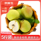 京鲜生新疆库尔勒香梨5斤装 全母梨 单果100-120g 源头直发 包邮