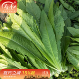 寿禾 油麦菜种子耐热生菜农家四季蔬菜种孑播秋冬季菜种子小青菜菜籽 老品种 米香油麦菜种子20g