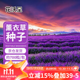 花沃里薰衣草种子1g约700粒花卉种子家庭盆栽种籽阳台/办公室/庭院草籽