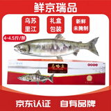 鲜京瑞品2025年【大马哈鱼】礼盒装黑龙江野生新鲜整条未腌制抚远乌苏里江 【顺丰冷链】礼盒大马哈4-4.5斤