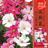 寿禾 格桑花种子种苗混色波斯菊花卉种籽 波斯菊种子(混色大花)1000粒
