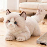 科迈特布偶猫毛绒玩具公仔玩偶娃娃摆件抱枕情人节生日礼物女生圣诞礼物