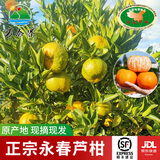 万春寨福建永春正宗芦柑精品大果10斤礼盒装原产地新鲜水果橘子丑桔柑桔 【精品大果】果径80mm带箱10斤装