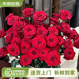 云南鲜花批发品质玫瑰百合水养鲜切花送女友水养鲜花源头直发 红玫瑰-10支（不定品种） 【任选2件—不收运費】
