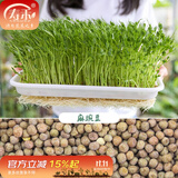 寿禾 芽菜种子萝卜四季秋冬季四季无土水培蔬菜豌豆芽 麻豌豆芽苗菜种子 300g