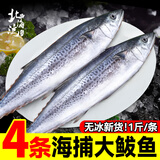 北海湾 鲅鱼 海捕新鲜活鲐大鲅鱼 马鲛鱼整条冷冻马友鱼海鲜马交鱼 海捕大鲅鱼 净重500g/条 4条装