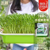 北蔬 水培蔬菜豌豆种子芽苗菜育苗盘种植盒套装 加深盘水培豌豆苗套餐