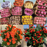 芊芊细语斗南基地直批发玫瑰鲜花全国速递配送女友礼物家用水养插花家庭 随机玫瑰20支+多头橙色泡泡5+红豆+送保鲜剂