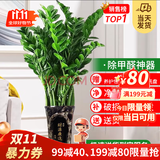 叹为观止 大型盆栽 单杆辫子发财树天堂鸟绿萝散尾葵办公室内开业乔迁礼品 大型金钱树1-1.2米【财源广进】 不含盆