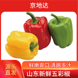 京地达山东新鲜五彩椒净重3斤 灯笼甜椒 新鲜蔬菜 可生吃 源头直发 包邮