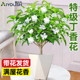 爱优尚丁香花树苗四季开花丁香花花卉盆栽四季丁香花盆栽带花苞源头直发