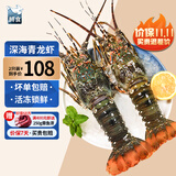 鲟食 生鲜小青龙新鲜冷冻龙虾 国产超大青龙虾 海鲜大虾中秋送礼 2只*净重4-5两/只 青龙虾