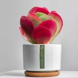 墨一三八节礼物多肉植物组合盆栽室内好养办公室桌面花卉幼儿园盆栽 唐印（带盆栽好+竹托） 带盆栽好