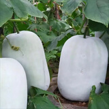 蔬菜种子大叶香菜四季小香葱播盆栽种植阳台辣椒番茄秋种籽子大全 粉皮冬瓜 约50粒