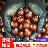 福建建瓯锥栗正宗高山野生锥栗板栗新鲜现摘油栗子 净重3斤装【单果2.0-2.3cm】 3斤