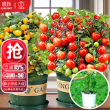 大禹矮生番茄苗盆栽小西红柿苗带土秧苗种子圣女果树苗寿光水果蔬菜苗 盆栽红/黄矮生小番茄各1盆带盆土