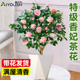 爱优尚茶花树苗四季开花香妃茶花花卉盆栽四季山茶花盆栽带花苞源头直发