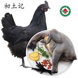 初土记  有机五黑乌母鸡2斤/只 纯粮散养720天土鸡 五黑鸡 月子鸡原产地
