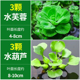 疯狂水草浮萍水草植物直接入缸水生植物水葫芦水养植物水芙蓉源头直发包邮