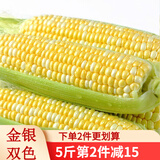 滇味十足（DIANWEISHIZU）水果玉米甜玉米云南金银双色新鲜甜嫩水果玉米棒鲜玉米茄果瓜 金银双色 净重2斤（约3-5根）