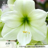 塔莎的花园朱顶红重瓣种球地栽球根花卉植物阿弗雷花孔雀源头直发包邮 月神 26-28 秘鲁 其他