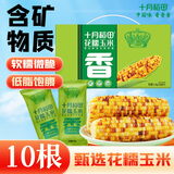 十月稻田 花甜糯玉米 10根 4.4斤 早餐代餐 低脂杂粮 粗粮礼盒