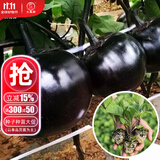 大禹菜苗秧蔬菜苗子大全活苗带土种苗秋冬季西红柿盆栽圣女果秧苗阳台 圆茄子苗秧苗 6棵