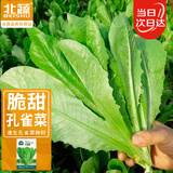 北蔬 孔雀菜种子苗生菜四季绿叶菜阳台种盆栽蔬菜种籽 孔雀菜种子10g