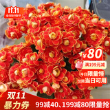 手耕田长寿花盆栽重瓣金狐狸大花带花苞花苗四季室内开花好养的花卉植物 【苗原土带花苞】金狐狸 不含盆