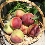 耀好山东青州蜜桃离核冬雪蜜桃现摘脆甜秋桃毛桃小冬桃应季新鲜水果 3斤 尝鲜装