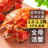 【活蟹】乾澄大闸蟹现货 精选全母蟹3.0-3.3两 8只 鲜活螃蟹去绳足重海鲜礼盒源头直发