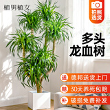 植男植女龙血树造型多头大型室内盆栽龙须树绿植客厅办公室植物源头直发