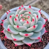 多肉组合盆栽阳台盆栽喜阳植物新手福利按图发货品种花卉好养 吉娃娃【5-6厘米】塑料盆栽好