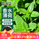 花沃里香水薄荷种子500粒/包花卉种子四季花种家庭盆栽土阳台庭院种