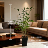 华香兰艺红观音竹内门紫红寒文米竹子苗凤尾金丝佛肚盆栽景耐阴书房室绿植 矮款【内门竹4-5杆】高约40-60cm 原盆发货