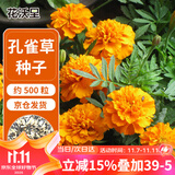 花沃里孔雀草种子约500粒 花卉种子四季花种子家庭盆栽土阳台庭院花坛种